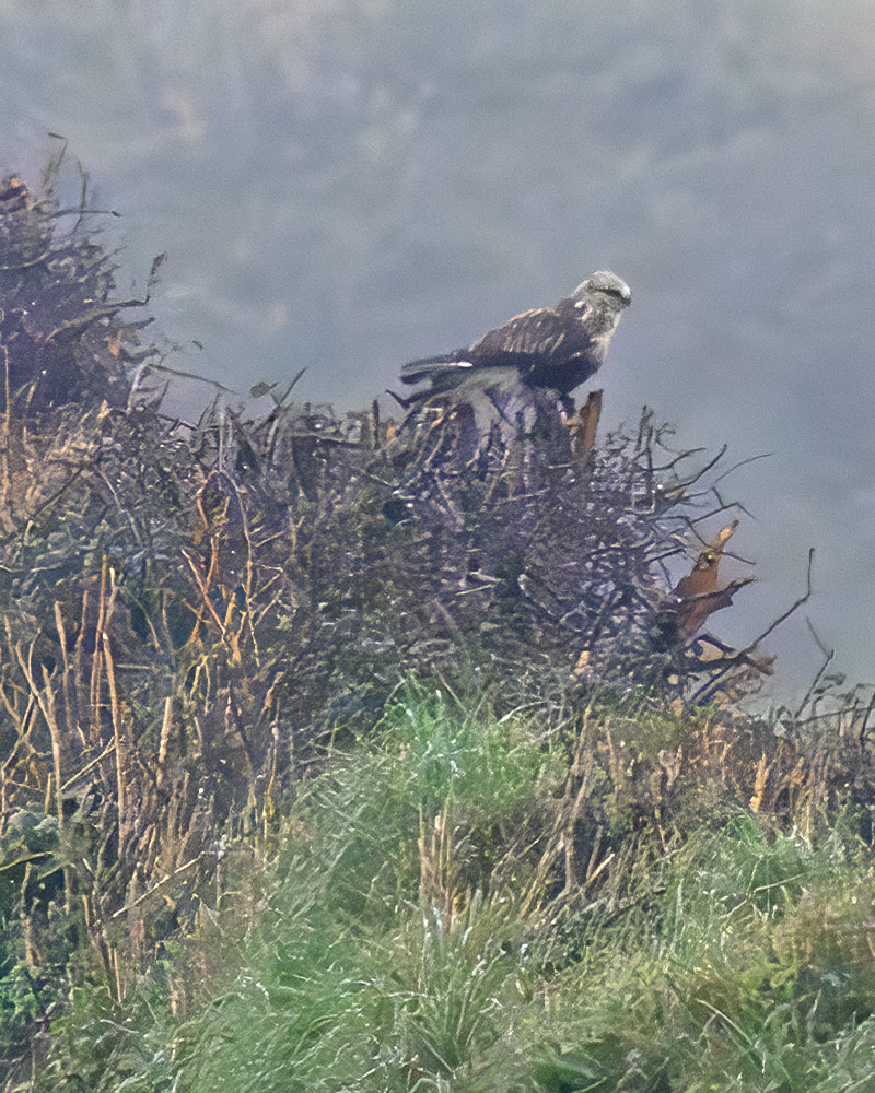 rough-legged buzzard